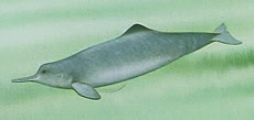 Chinese River Dolphin