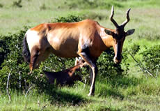 Hartebeest