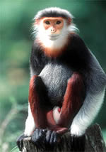 Douc Langur