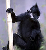 Francois' Langur