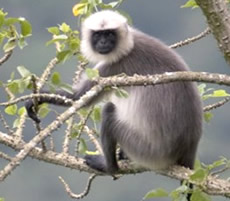 Gray Langur