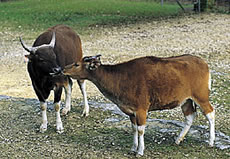 Banteng