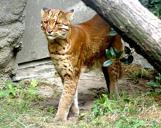 Asian Golden Cat