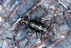 Salt Creek Tiger Beetle