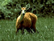 Marsh Deer