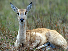 Pampas Deer