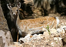 Fallow Deer