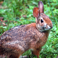 Appalachian Cottontail