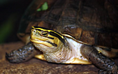 South Asian Box Turtle