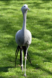 Blue Crane