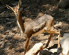 Arabian Gazelle