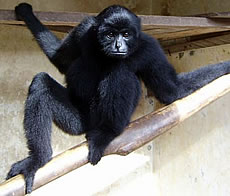 Kloss's Gibbon