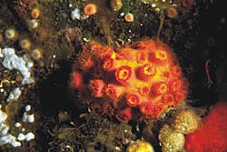 Floreana Coral