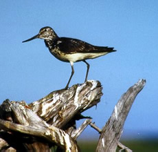 Nordmann's Greenshank