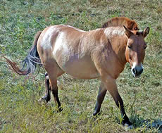 Przewalski's Horse