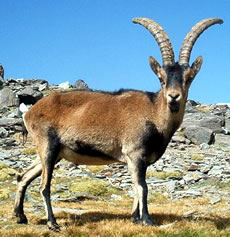 Pyrenean Ibex