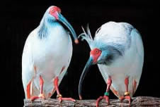 Japanese Crested Ibis