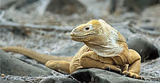 Barrington Land Iguana