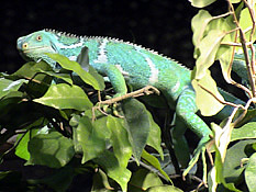 Fiji Crested Iguana