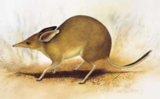 Pig-footed Bandicoot