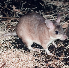 Malagasy Giant Jumping Rat