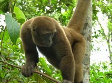 Colombian Woolly Monkey