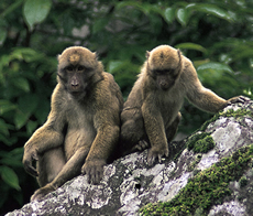 Arunachal Macaque