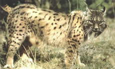Spanish Lynx