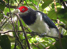 Red-faced Malkoha