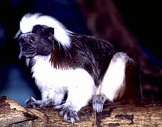 Cotton-top Marmoset