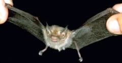 Bumblebee Bat