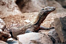 Komodo Island Monitor