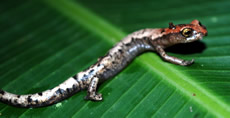 Conant's Salamander