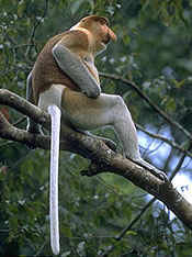 Proboscis Monkey