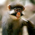 Red-eared Nose-spotted Monkey