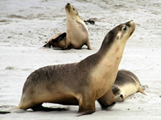 Australian Sea-lion Facts - Photos - Earth's Endangered Creatures