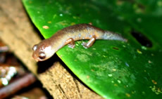 El Cusuco Salamander