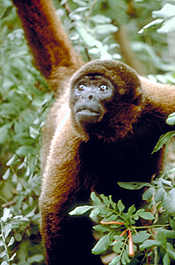 Yellow-tailed Woolly Monkey