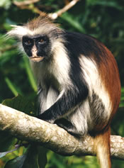 Zanzibar Red Colobus Monkey