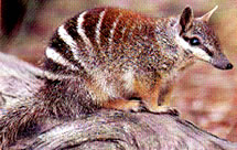 Numbat