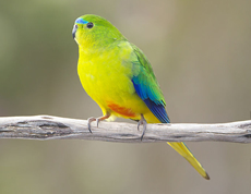 Orange-bellied Parakeet