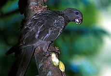 Seychelles Lesser Vasa Parrot