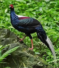 Swinhoe's Pheasant