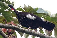 Black-fronted Piping-guan