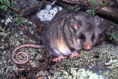 Mountain Pygmy Possum