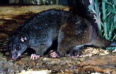 Scaly-tailed Possum
