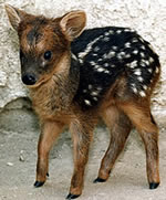 Pudu