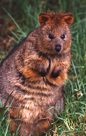 Quokka