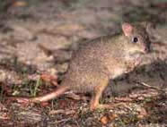 Queensland Rat-kangaroo