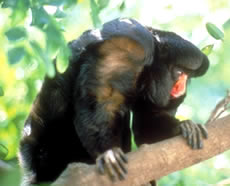 White-nosed Saki